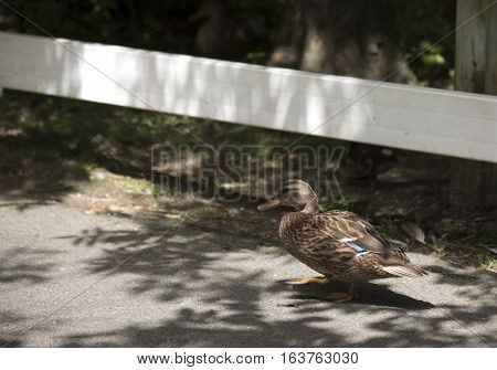 Mallard hen (Anas platyrhynchos) near a fence