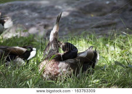 Nonbreeding mallard drake grooming in the summer sun