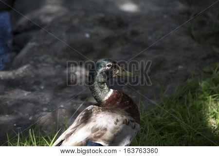 Nonbreeding mallard drake in the summer shade