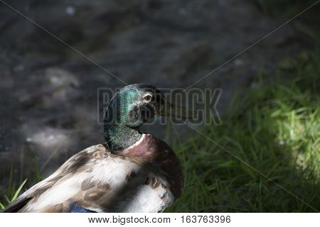 Nonbreeding mallard drake profile in the shadows
