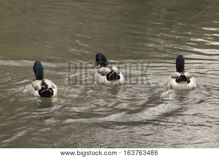 Three mallard drakes swimming away in a lake