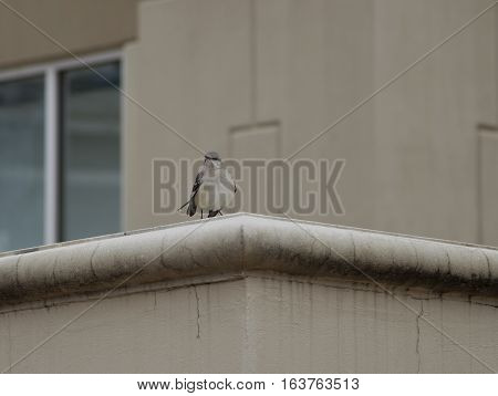Northern mockingbird (Mimus polyglottos) perched on a building