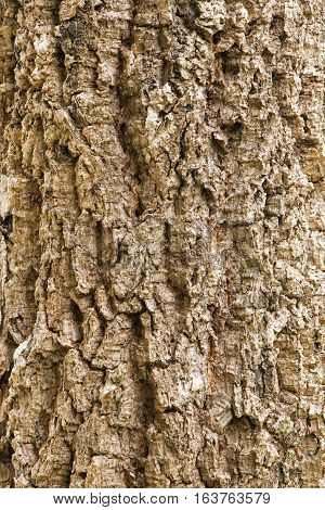 Close up Bark of Tree Texture Background 2
