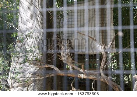 Two barred owls perched on a limb in a cage