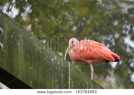 Scarlet ibis (Eudocimus ruber) perched on a cement beam