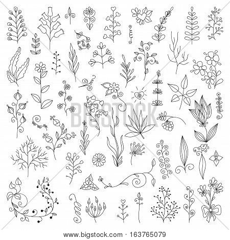 Hand Drawn vintage floral elements. Set of flowers. Decorative elements