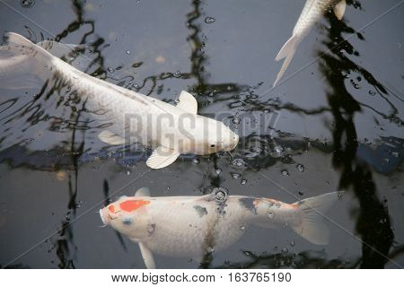 White Koi Fishes In Black Pond