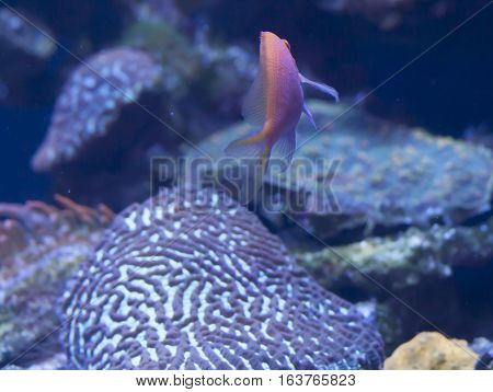 Close up of a hawkfish anthias (Serranocirrhitus latus) swimming away