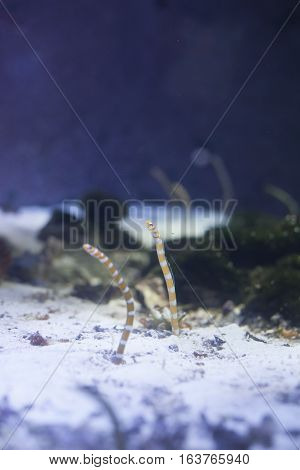 Orange-barred garden eels (Gorgasia preclara) in an aquarium