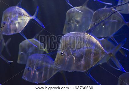 School of lookdown fish (Selene vomer) swimming