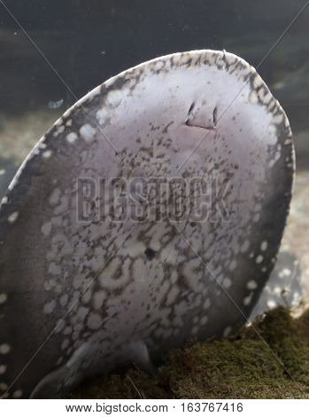 Close up of a stingray with its mouth closed