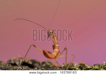 yellow praying mantis on the green grass in field, praying mantis