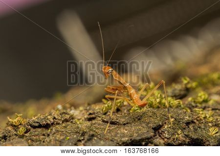 yellow praying mantis on the green grass in field