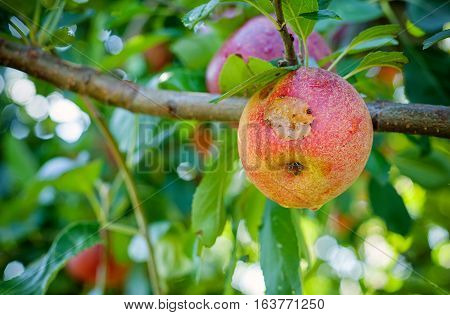 Italian typical rotten apple on the tree