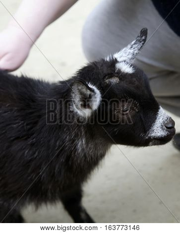 Close up of a black goat kid getting petted