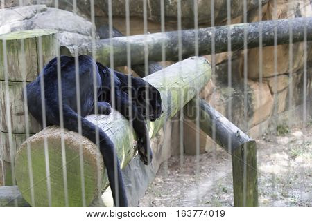 Captive black leopard lying on a log in a pen