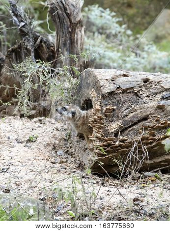 Meerkat climbing cautiously out of a log