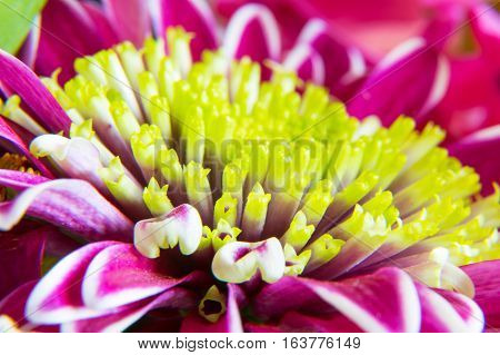 Beautiful spring purple gerbera flower macro close up