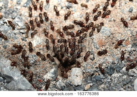Hordes Of Termites Or White Ants Entering Into Soil .