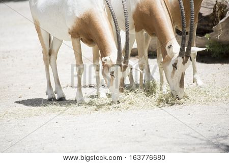 Scimitar Oryx