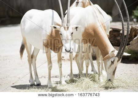 Scimitar Oryx