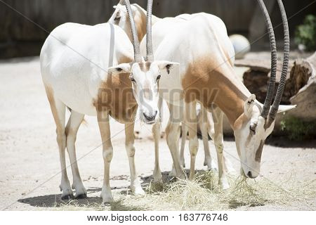 Scimitar Oryx