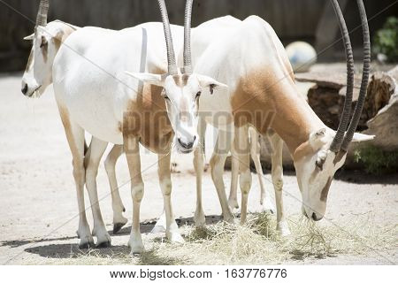 Scimitar Oryx