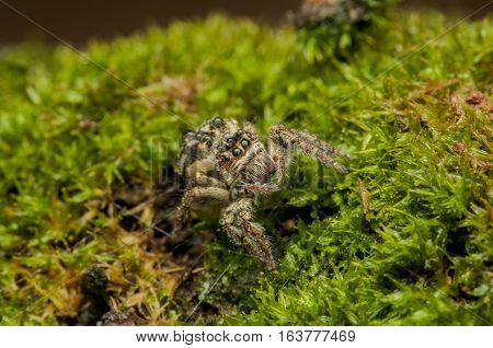 spider jump on the green grass morning