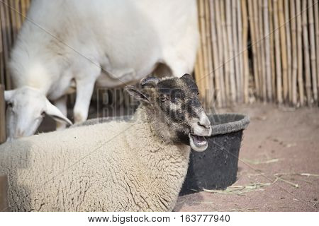 Close up of a farm sheep bleating