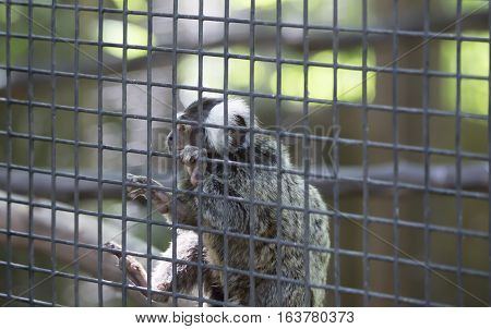 Common marmoset monkey hanging on cage wire
