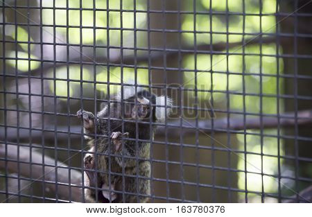 Common marmoset monkey hanging on cage wire
