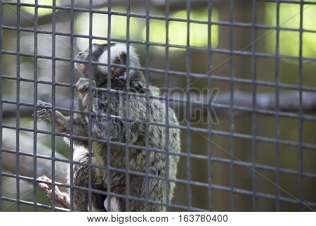 Common marmoset monkey hanging on cage wire