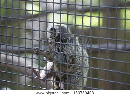 Common marmoset monkey hanging on cage wire