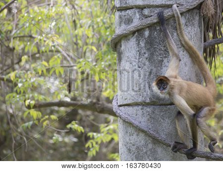 Geoffroy's spider monkey climbing along a rope