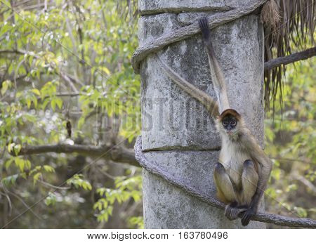 Geoffroy's spider monkey climbing along a rope