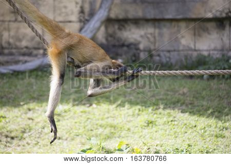 Geoffroy's spider monkey climbing along a rope