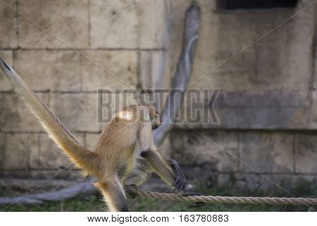 Geoffroy's spider monkey climbing along a rope