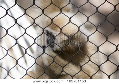 Lar gibbon also known as a white-handed gibbon hanging on cage fence