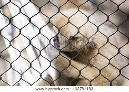 Lar gibbon also known as a white-handed gibbon hanging on cage fence