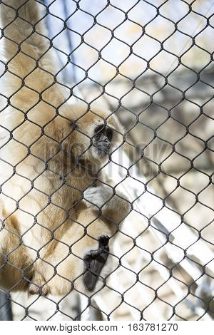 Lar gibbon also known as a white-handed gibbon hanging on cage fence