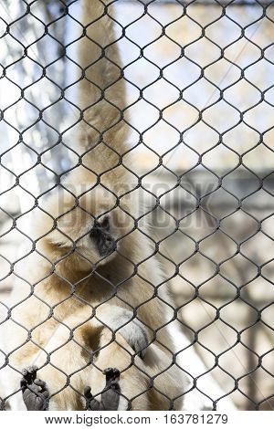 Lar gibbon also known as a white-handed gibbon hanging on cage fence