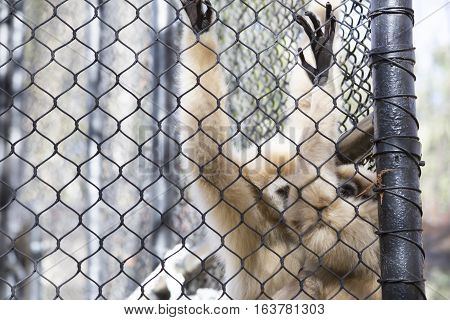Lar gibbon also known as a white-handed gibbon hanging on cage fence
