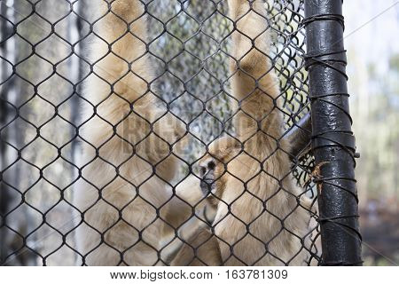 Lar gibbon also known as a white-handed gibbon hanging on cage fence