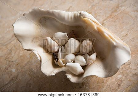 Large sea shell filled with snails on merble table top