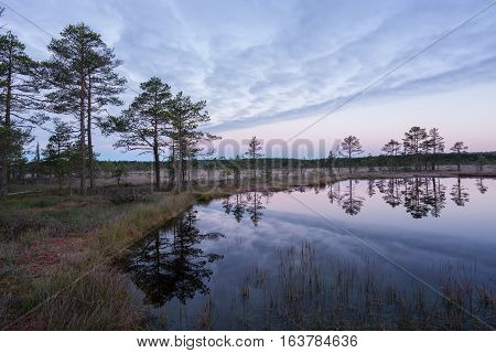 Sunrise in the bog. Icy cold marsh. Frosty ground. Swamp lake and nature. Freeze temperatures in moor. Muskeg natural environment. Beautiful trees sky and cloud reflection in water in the fen.
