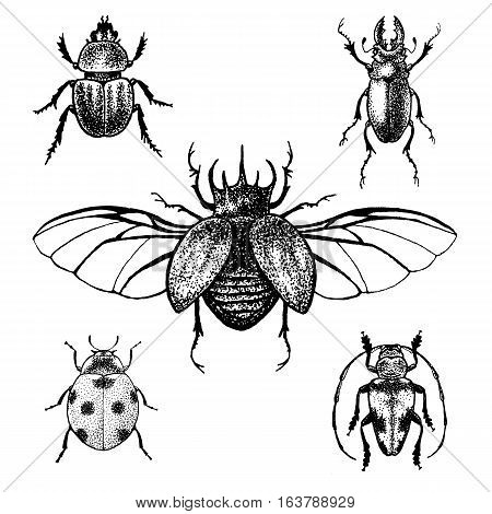Hand drawn beetle set. Isolated black and white ink insects for design, icons, logo or print. 