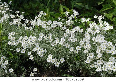 Spring flower, green, greenery. Herb and leaves. Arenaria, chickweed.