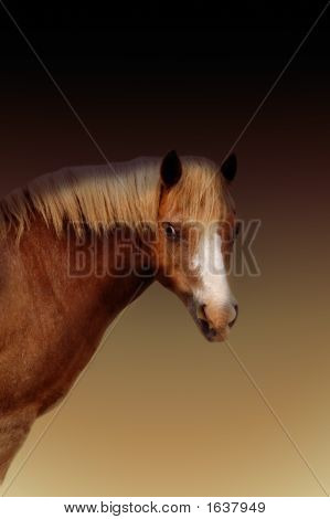  Haflinger лошадь портрет