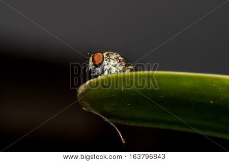 Asilidae Robber fly waiting for prey on branch