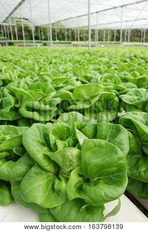 Commercial Greenhouse Soilless Cultivation Of Vegetables